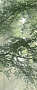 Керамогранит Panaria Ceramica Glam 50х100, Brushwood B, 3,5 мм