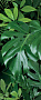 Керамогранит Panaria Ceramica Glam 50х100, Jungle C, 3,5 мм