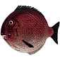 Тарелка столовая Peixes 27,5х24,5 см