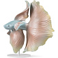Статуэтка "Рыба Петушок" 36х31х30 см (правая)