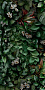 Керамогранит Panaria Ceramica Glam 50х100, Greenwall B, 3,5 мм