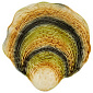 Блюдо сервировочное Oyster & Scallops 36,2х36,1 см