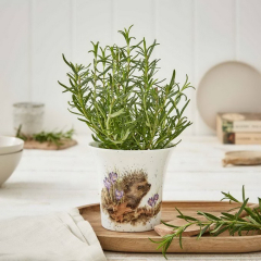 Кашпо "Ежик" 10 см