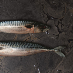 Керамогранит Imola The room 60х120 N, Infinity Brazil, 6,5 мм